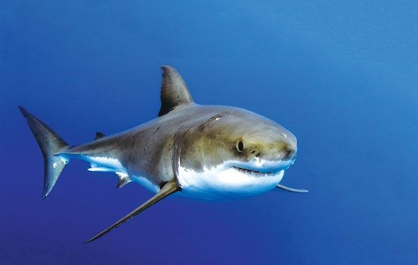 plongee-requin-blanc