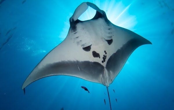 plongee-raie-manta-oceanique