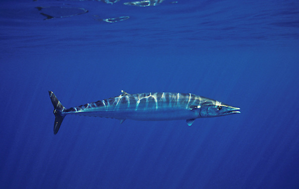 plongee-thazard-wahoo