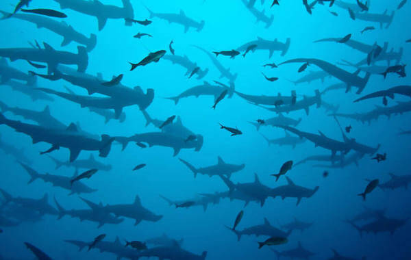 plongee-banc-requin-marteau