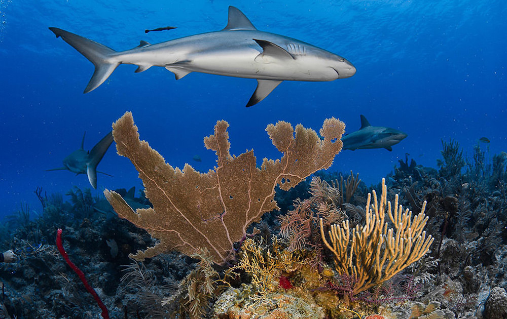 croisiere-plongee-cuba