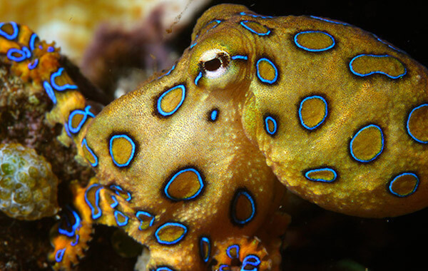 plongee-pieuvre-aux-anneaux-bleus