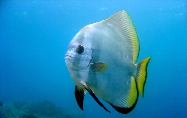 plongee-platax-batfish