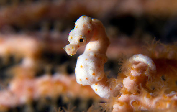 plongee-hippocampe-pygmee-denise