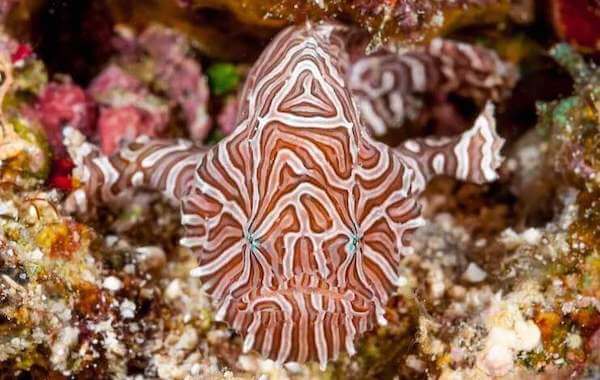 plongee-poisson-grenouille-geant