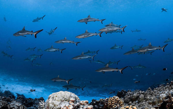 croisiere-plongee-polynesie