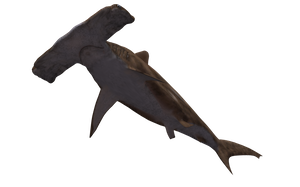 logo-plongee-requin-marteau