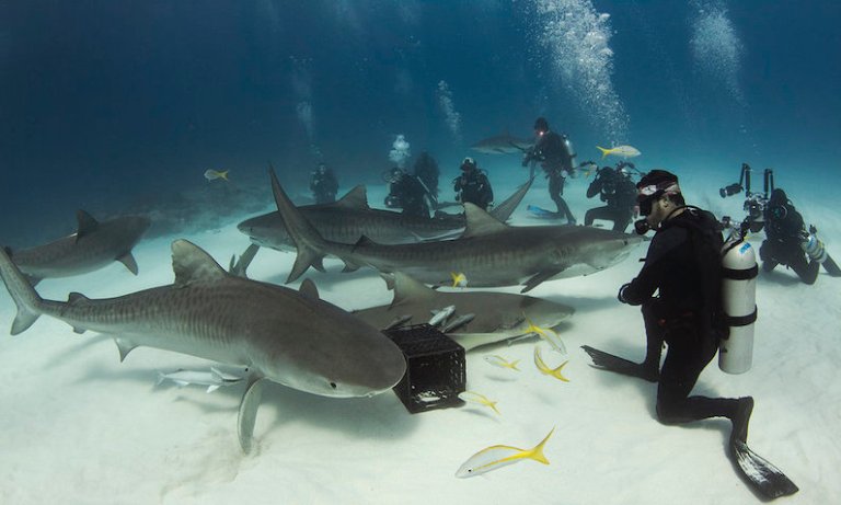 requin-trigre-tiger-beach-bahamas